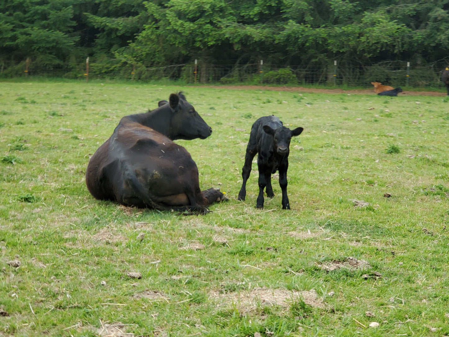Pastured Beef-January Pre-order