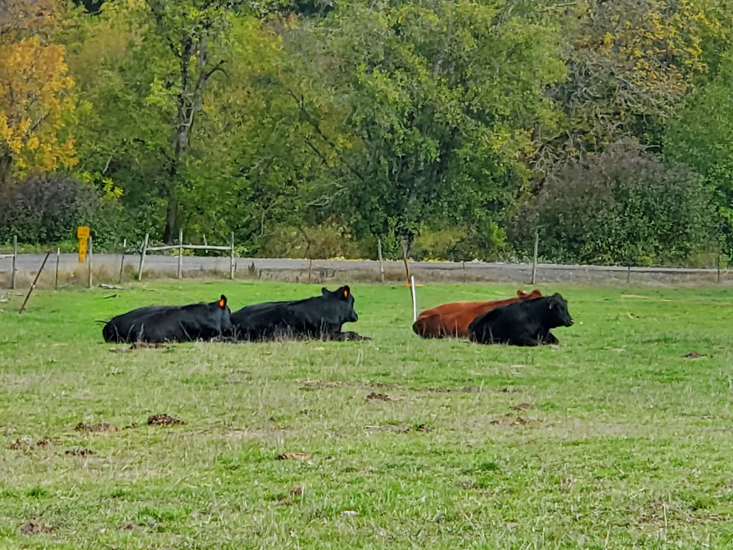 Pastured Beef-January Pre-order