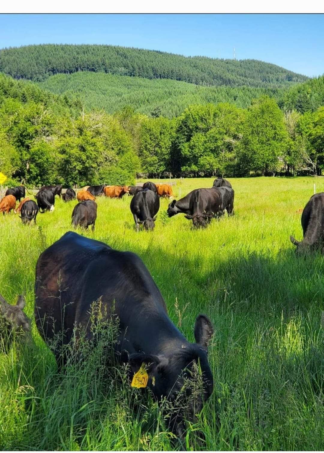 Pastured Beef-January Pre-order