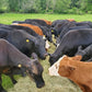 Pastured Beef-January Pre-order