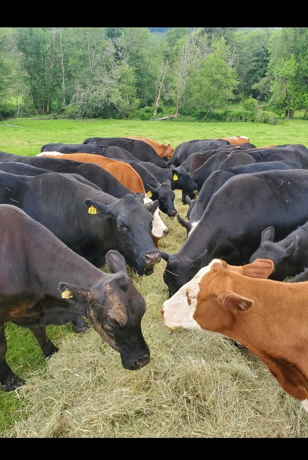 Pastured Beef-January Pre-order