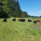 Pastured Beef-January Pre-order