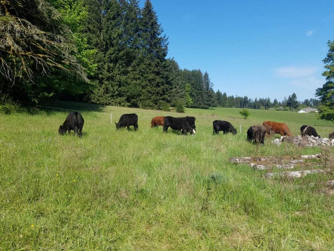 Pastured Beef-January Pre-order