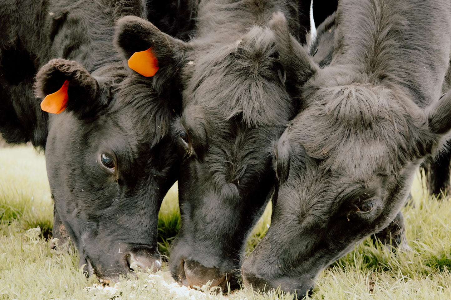 Perfectly Pastured Ground Beef Boxes
