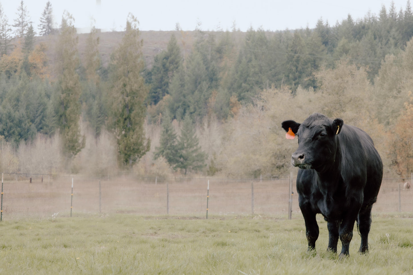 Perfectly Pastured Ground Beef Boxes