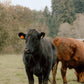Pastured Beef-January Pre-order