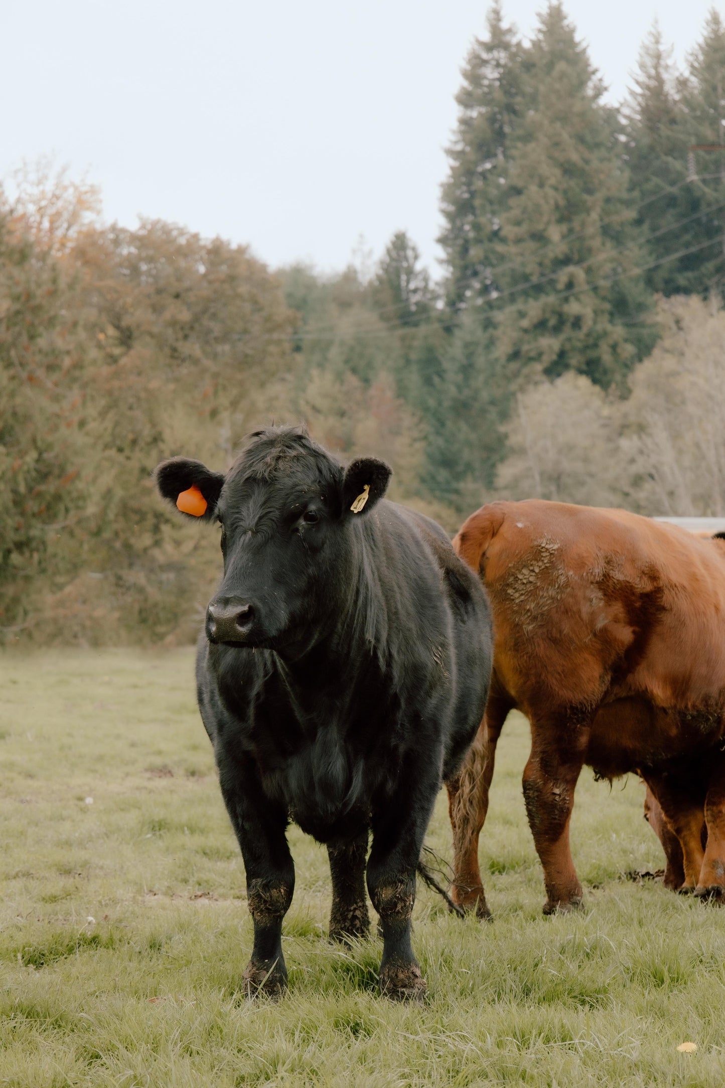 Pastured Beef-January Pre-order