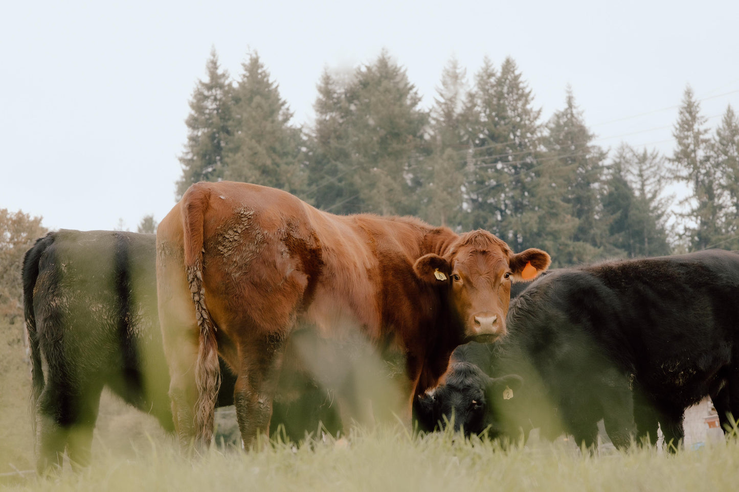 Pastured Beef-January Pre-order